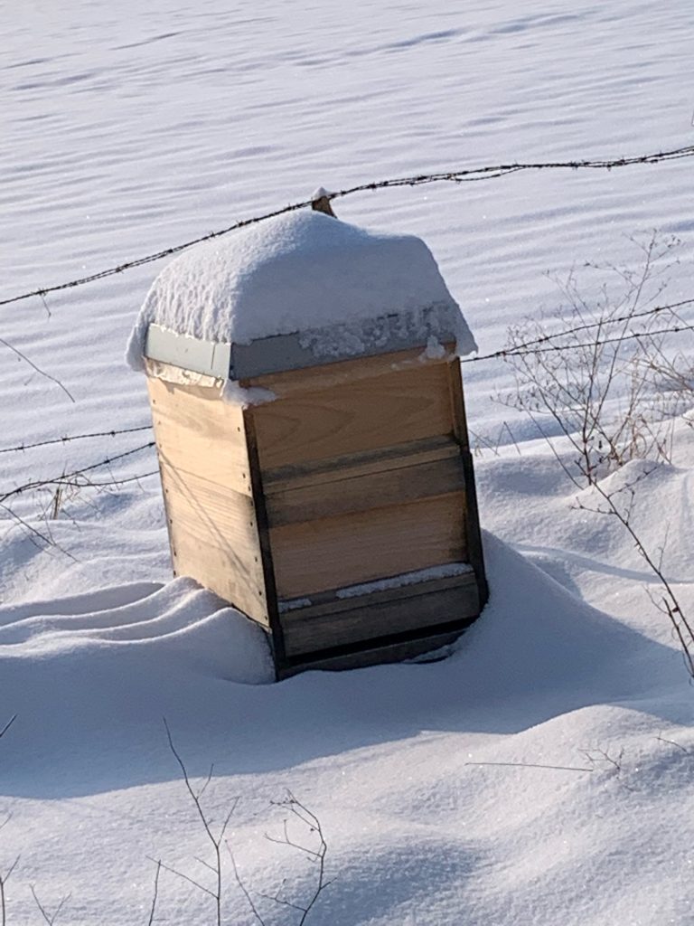 Eingeschneites Bienenvolk im Januar