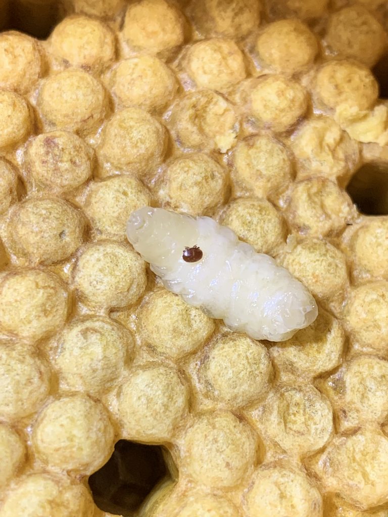 Varroamilbe auf einer Drohnenlarve