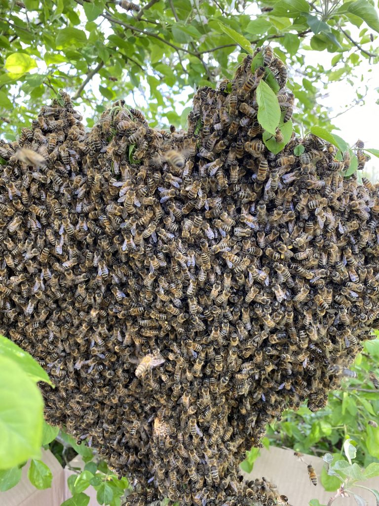 Bieneneschwarm im Apfelbaum