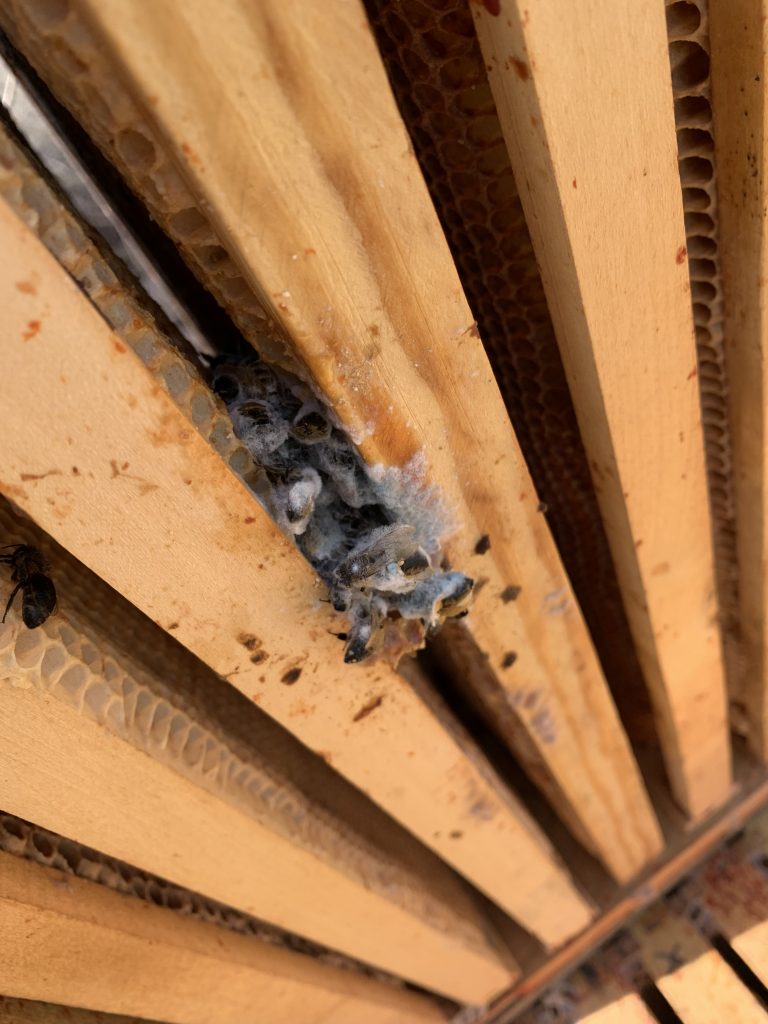 Die übriggebliebenen Bienen eines an Varroa gestorbenen Volkes