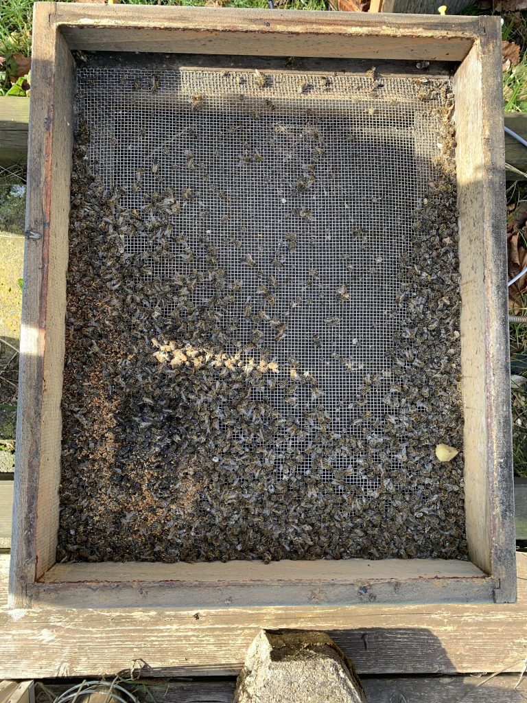 Tote Bienen im Gitterboden