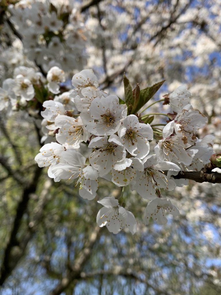 Kirschblüte