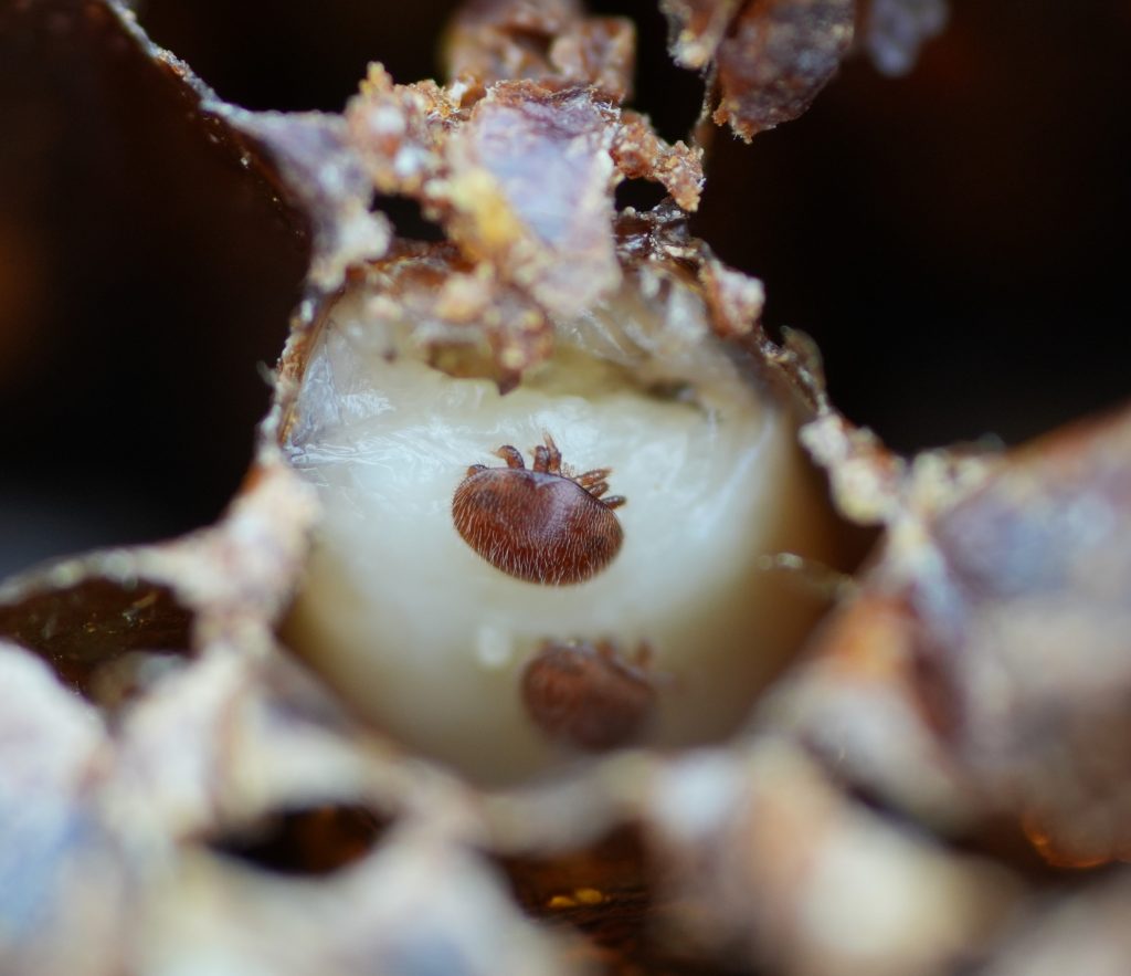 varroa