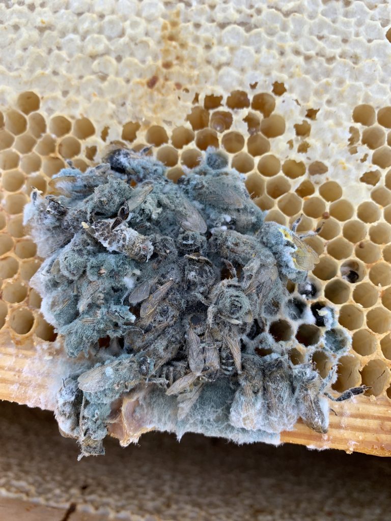 Ein an Varroa gestorbenes Bienenvolk