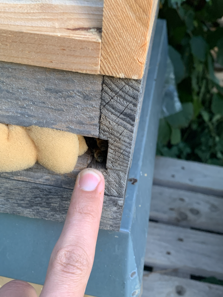 Fingerbreite Fluglochöffnung eines Ablegers