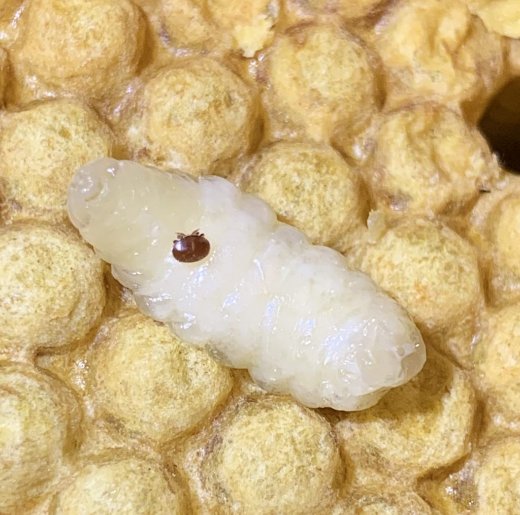 Herausgezogene Drohnenlarve mit einer Varroamilbe liegt auf der Wabe